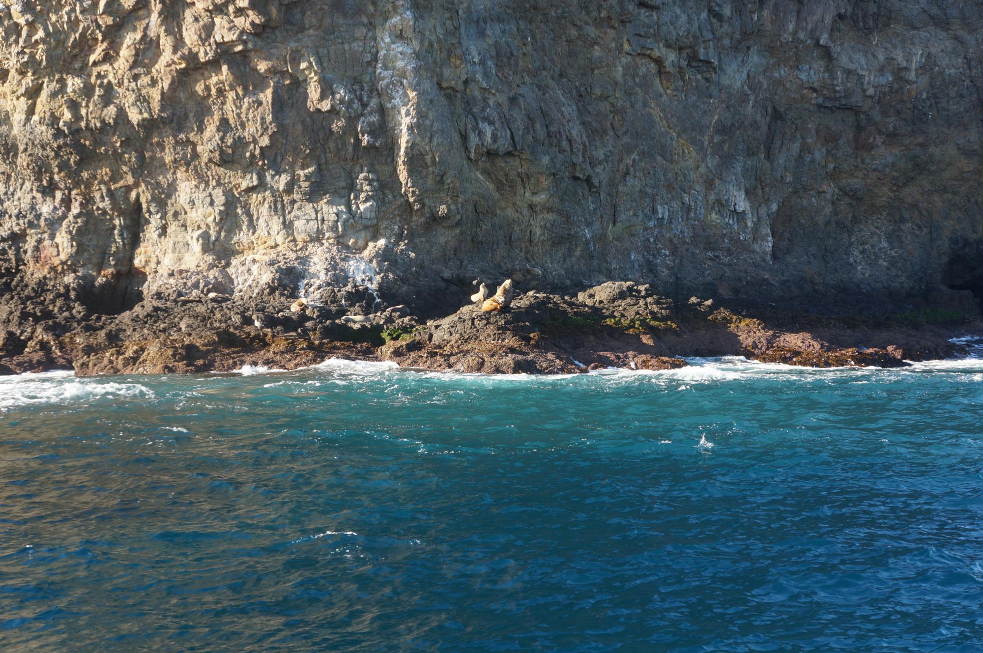 Channel Islands Whale Watching