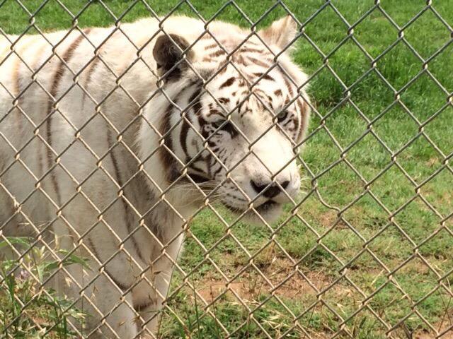 Center for Animal Research and Education