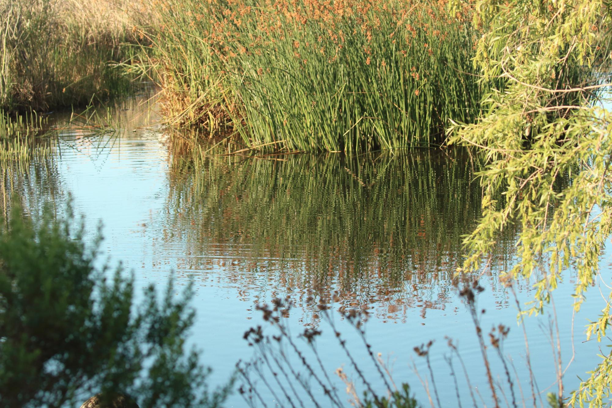 Ballona Wetlands