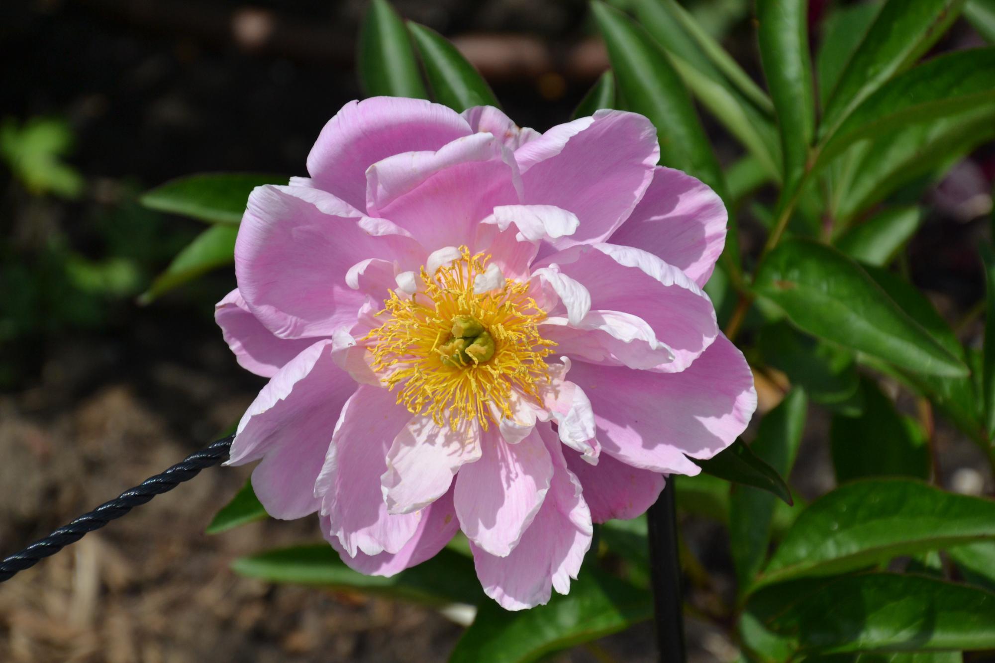 Greater Des Moines Botanical Garden