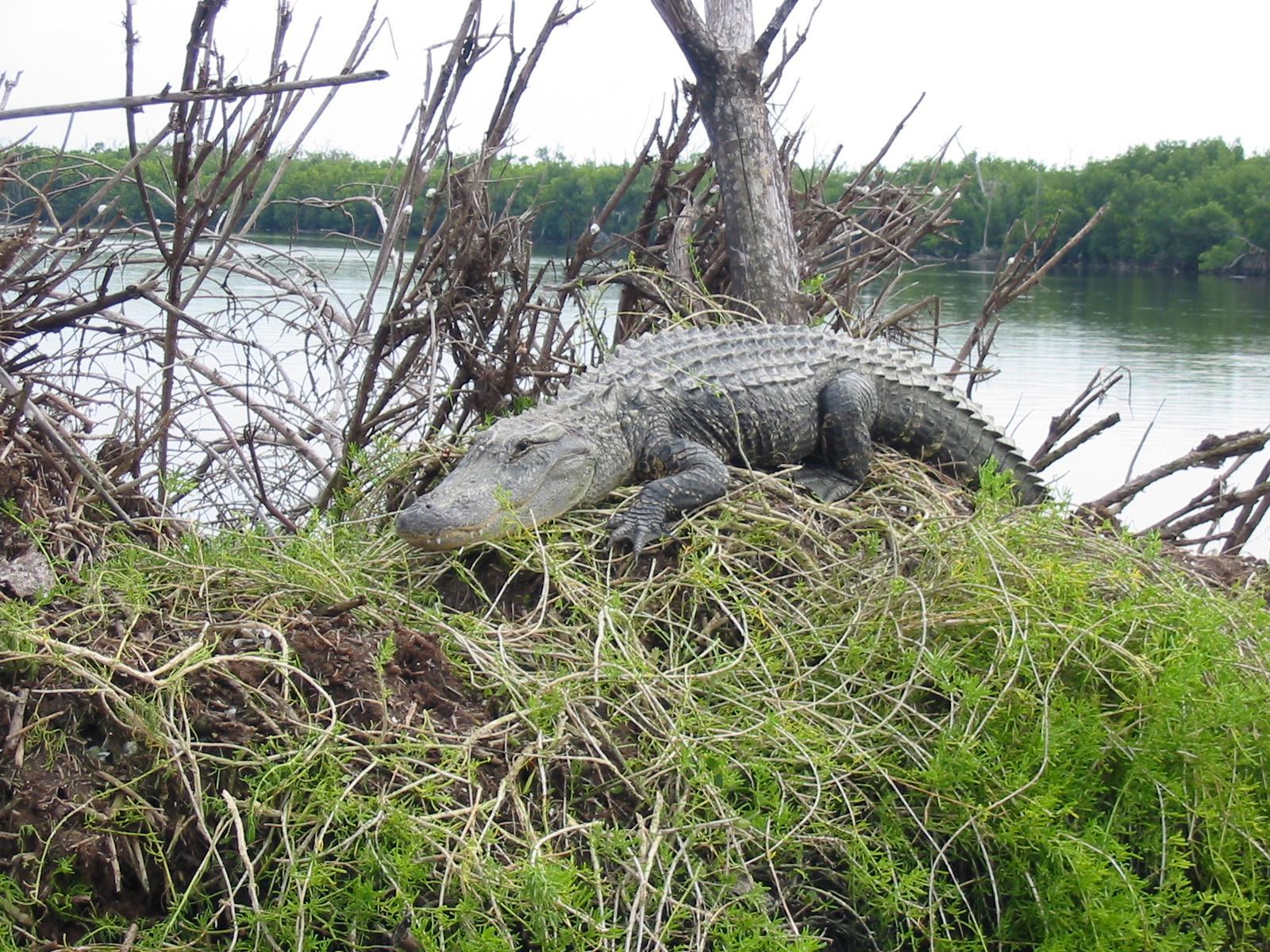 Chokoloskee Island Charters