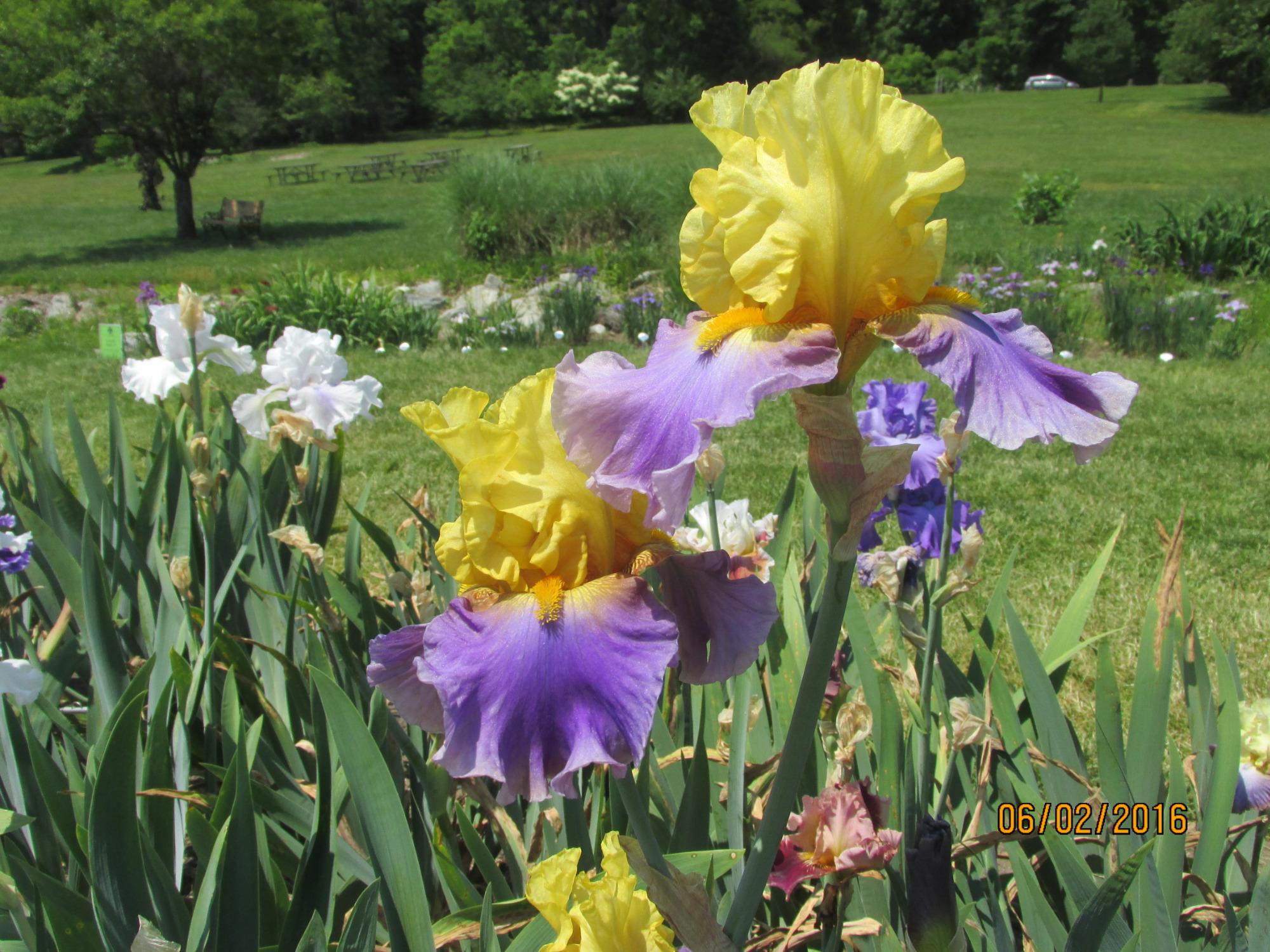 Presby Memorial Iris Gardens