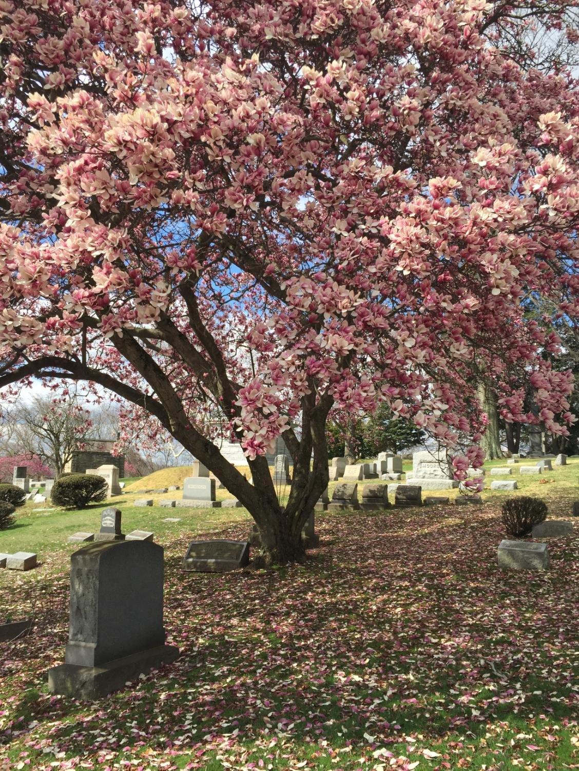 Sewickley Cemetery