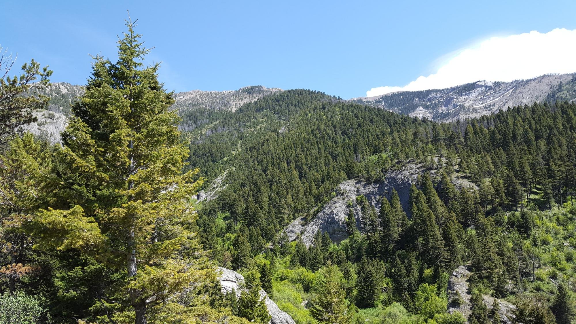 Middle Cottonwood Trailhead