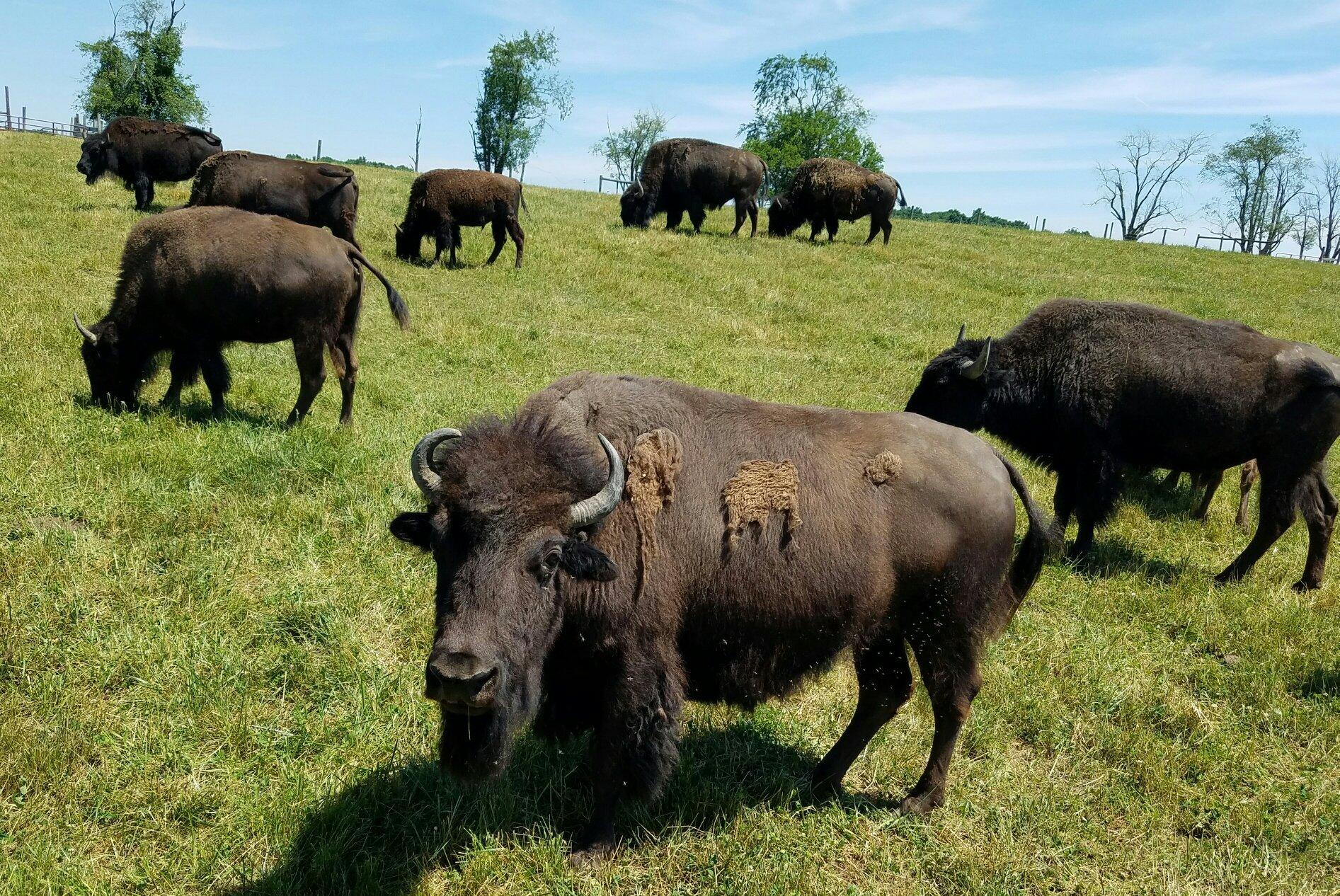 Wild Winds Buffalo Preserve