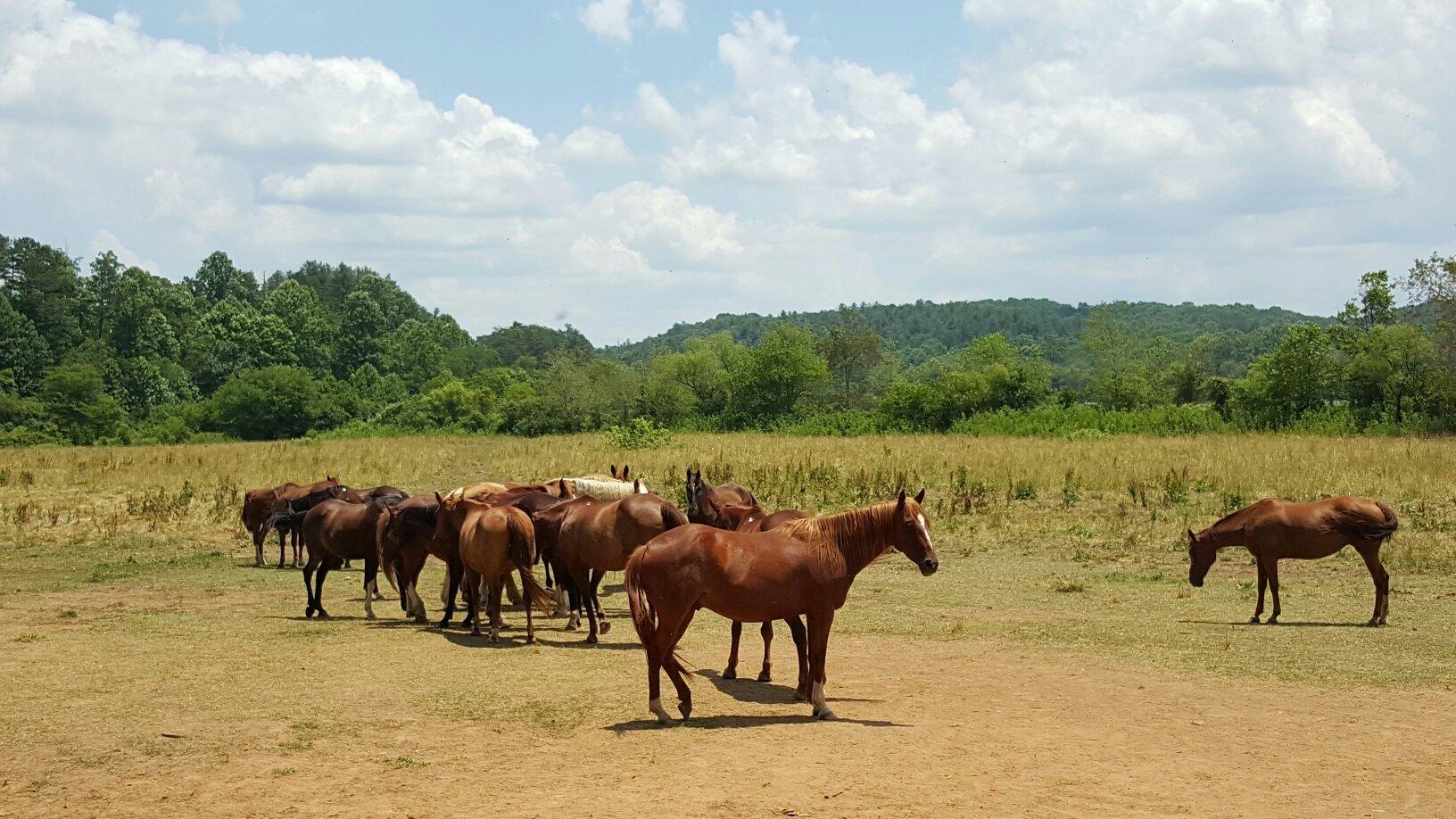 Chattahoochee Stables