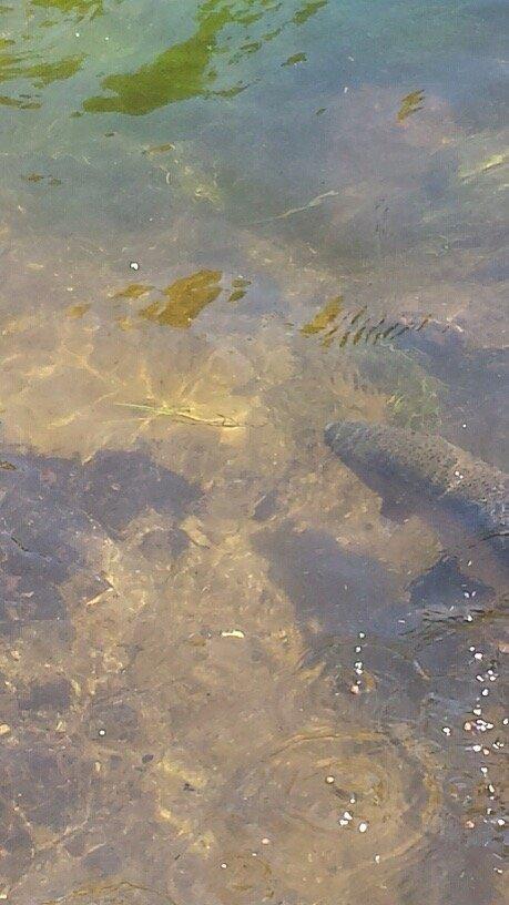 Grayling Fish Hatchery