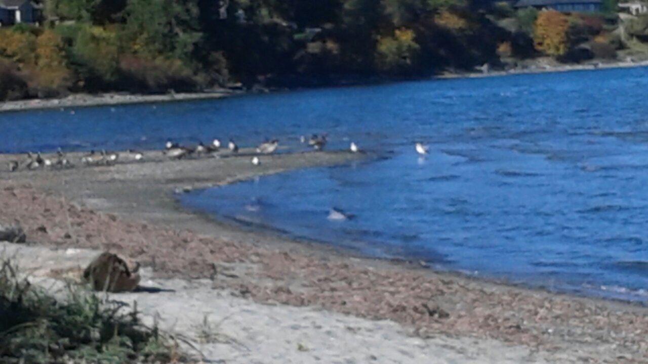 Powell River Westview Harbour