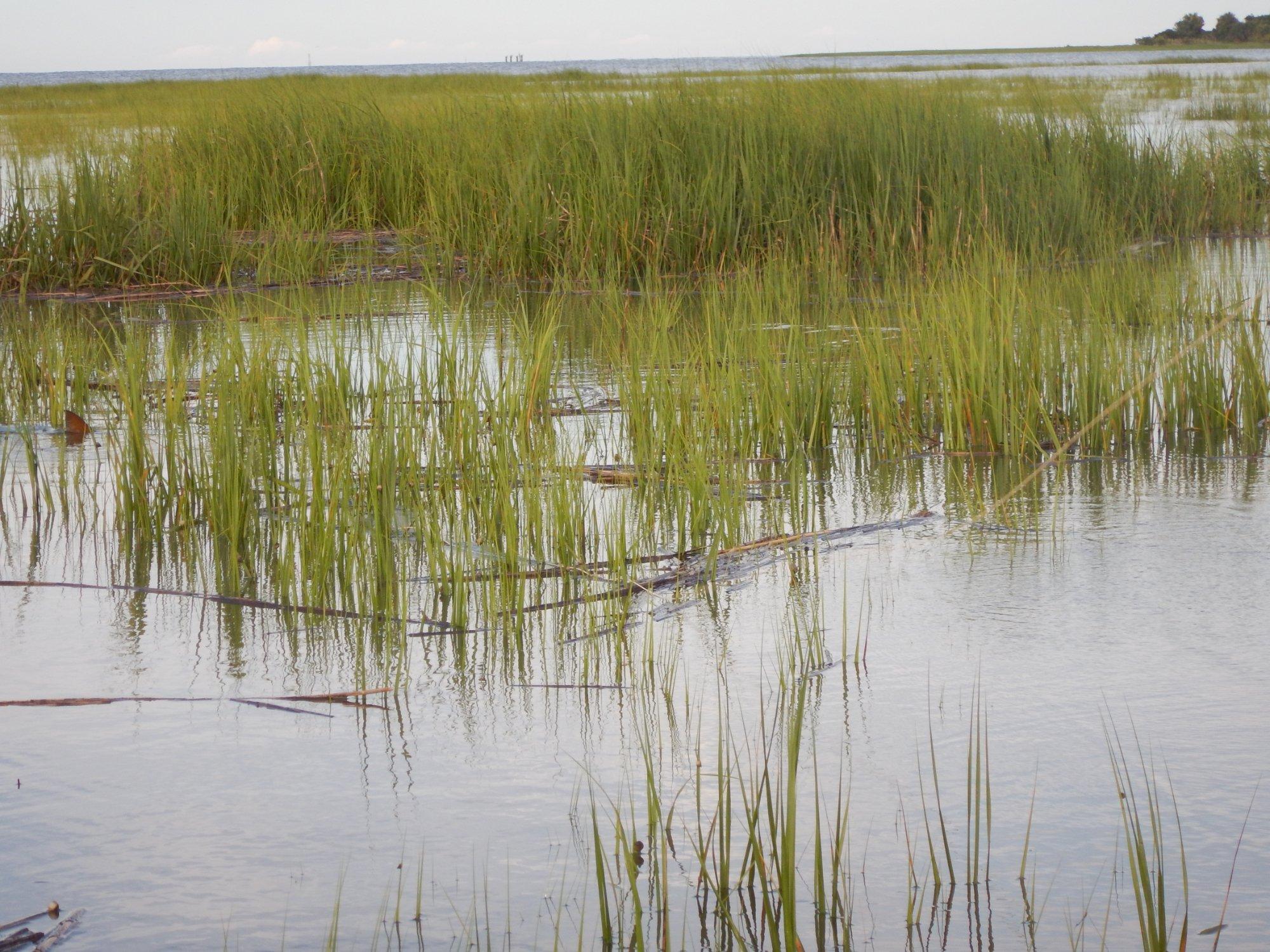 Savannah Fly Fishing Charters