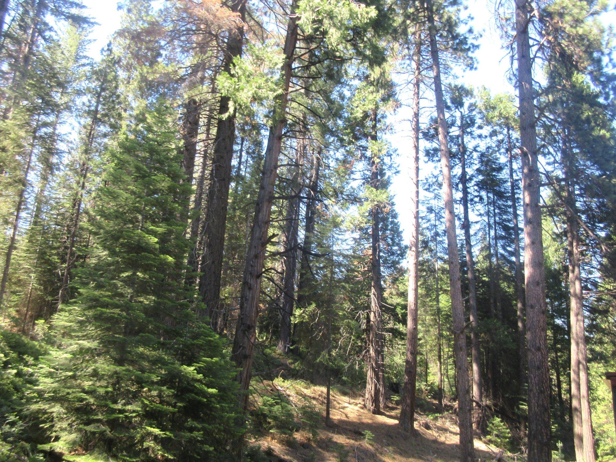 Sierra National Forest