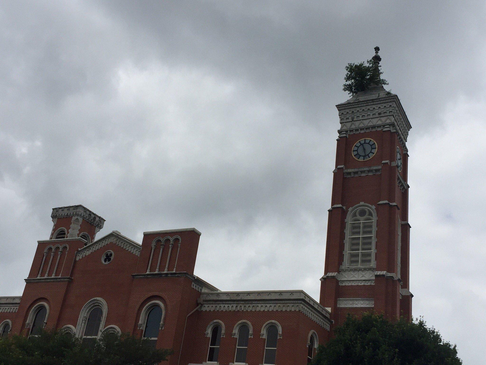 Courthouse Tree