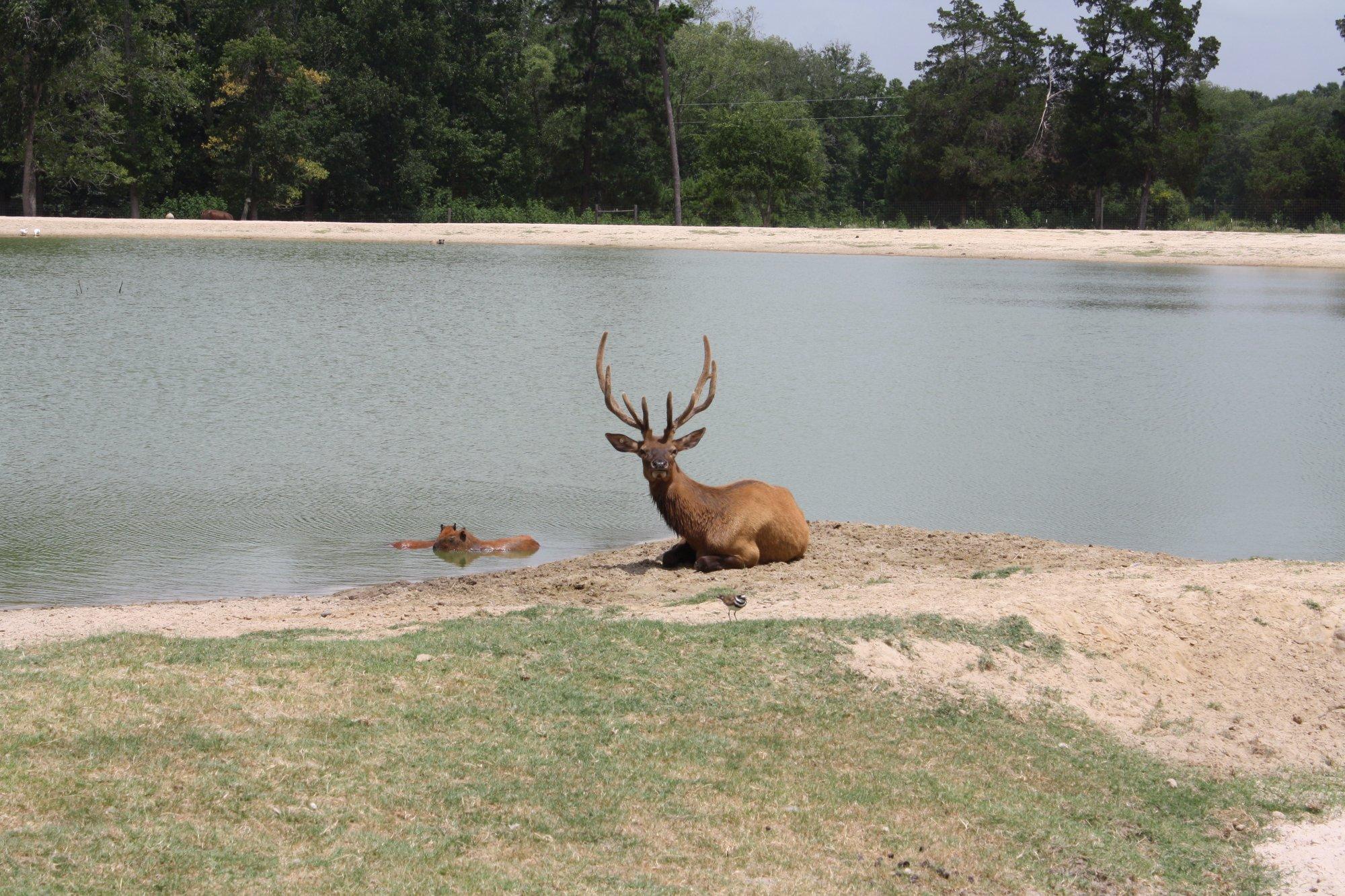 Grapeland Safari