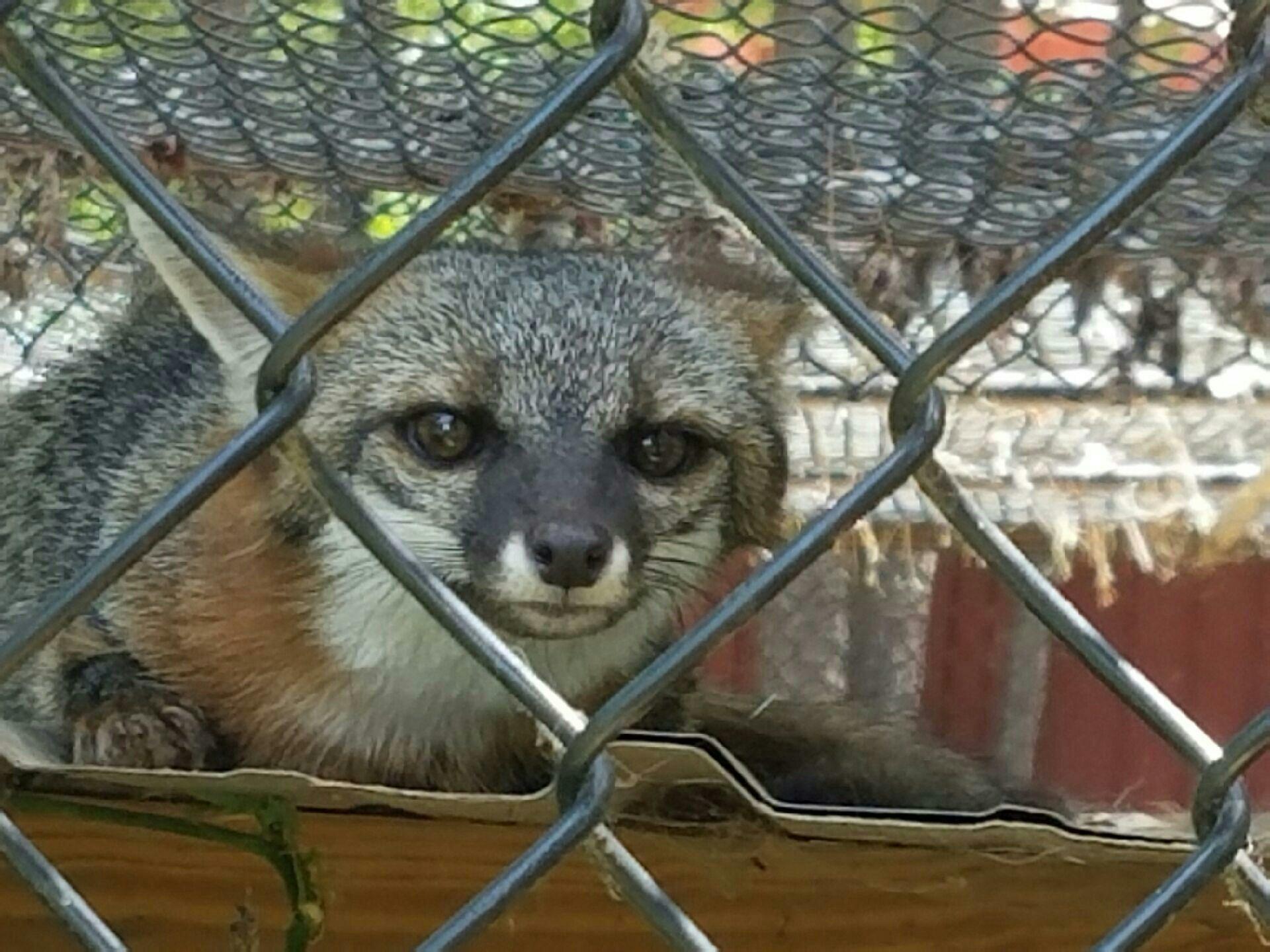 Cypress Zoo