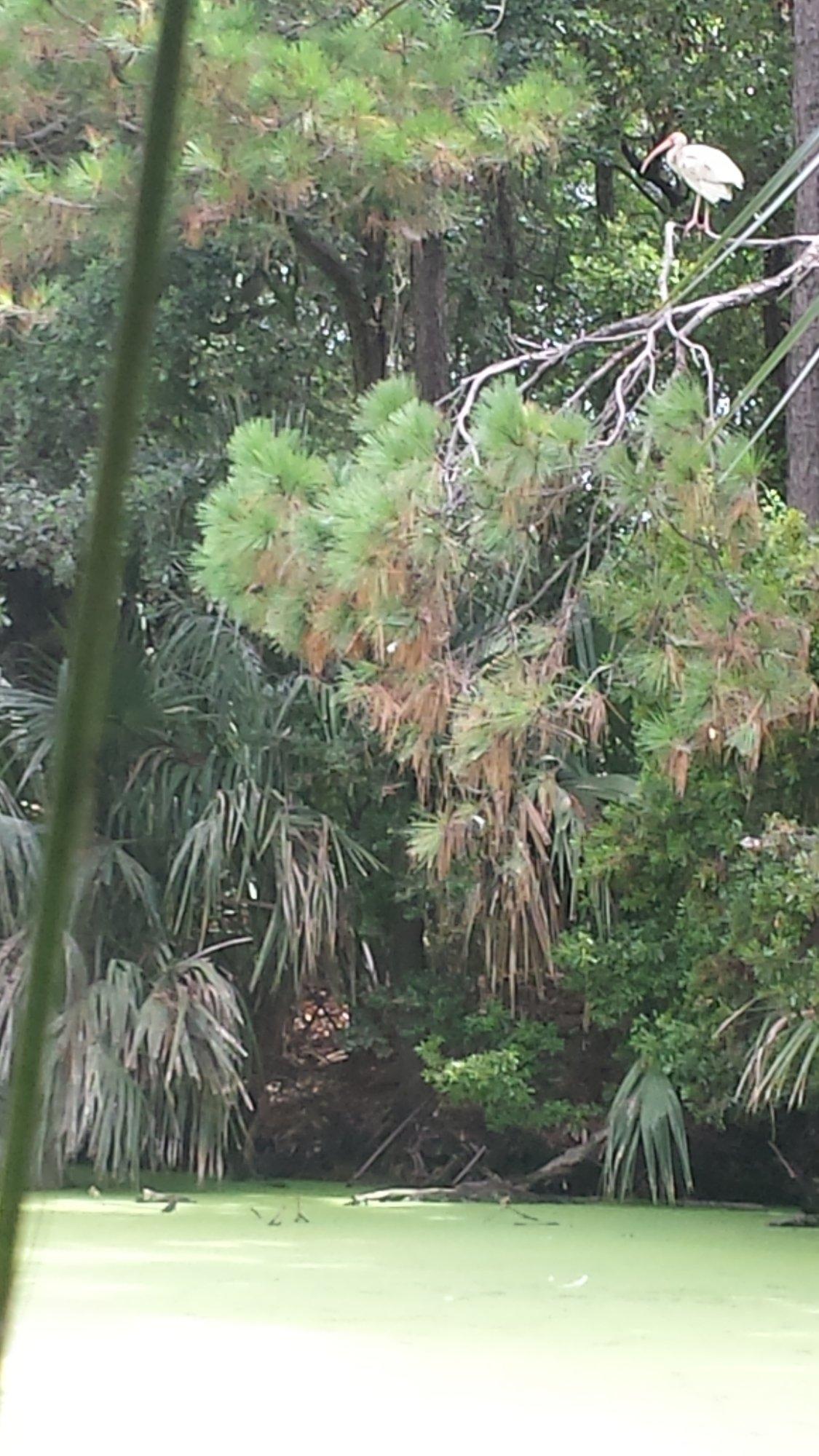 Bald Head Island Conservancy