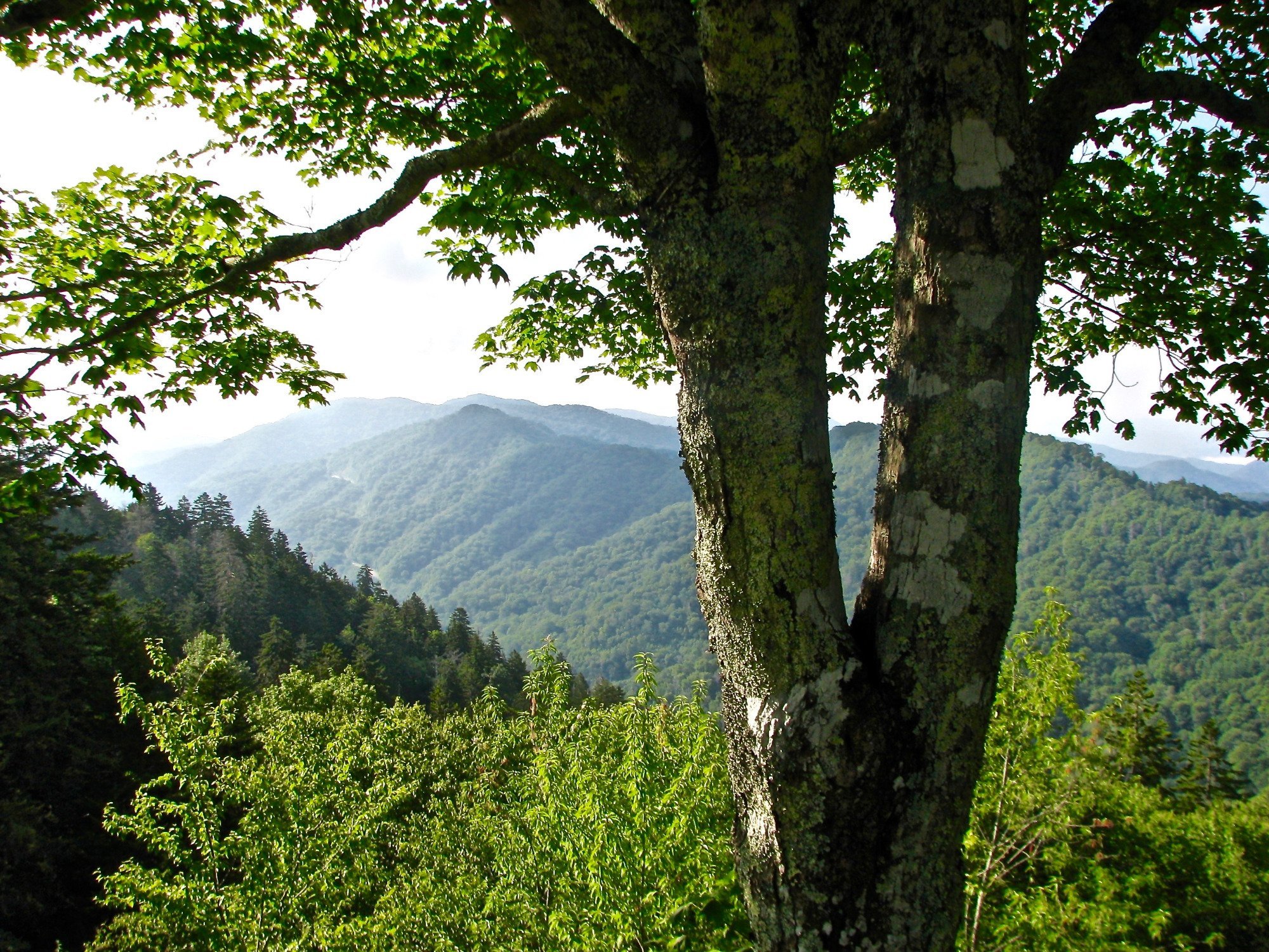 Newfound Gap Road