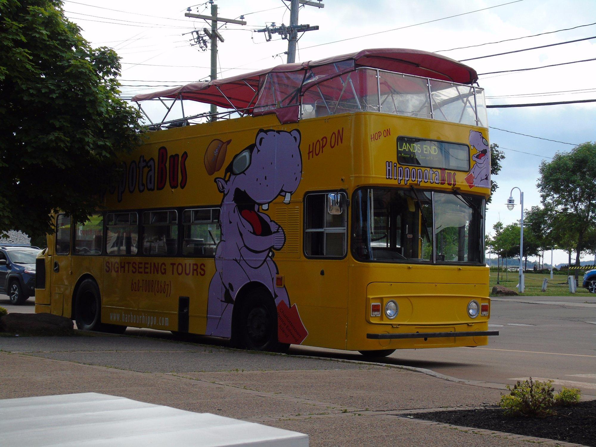 Harbour Hippo