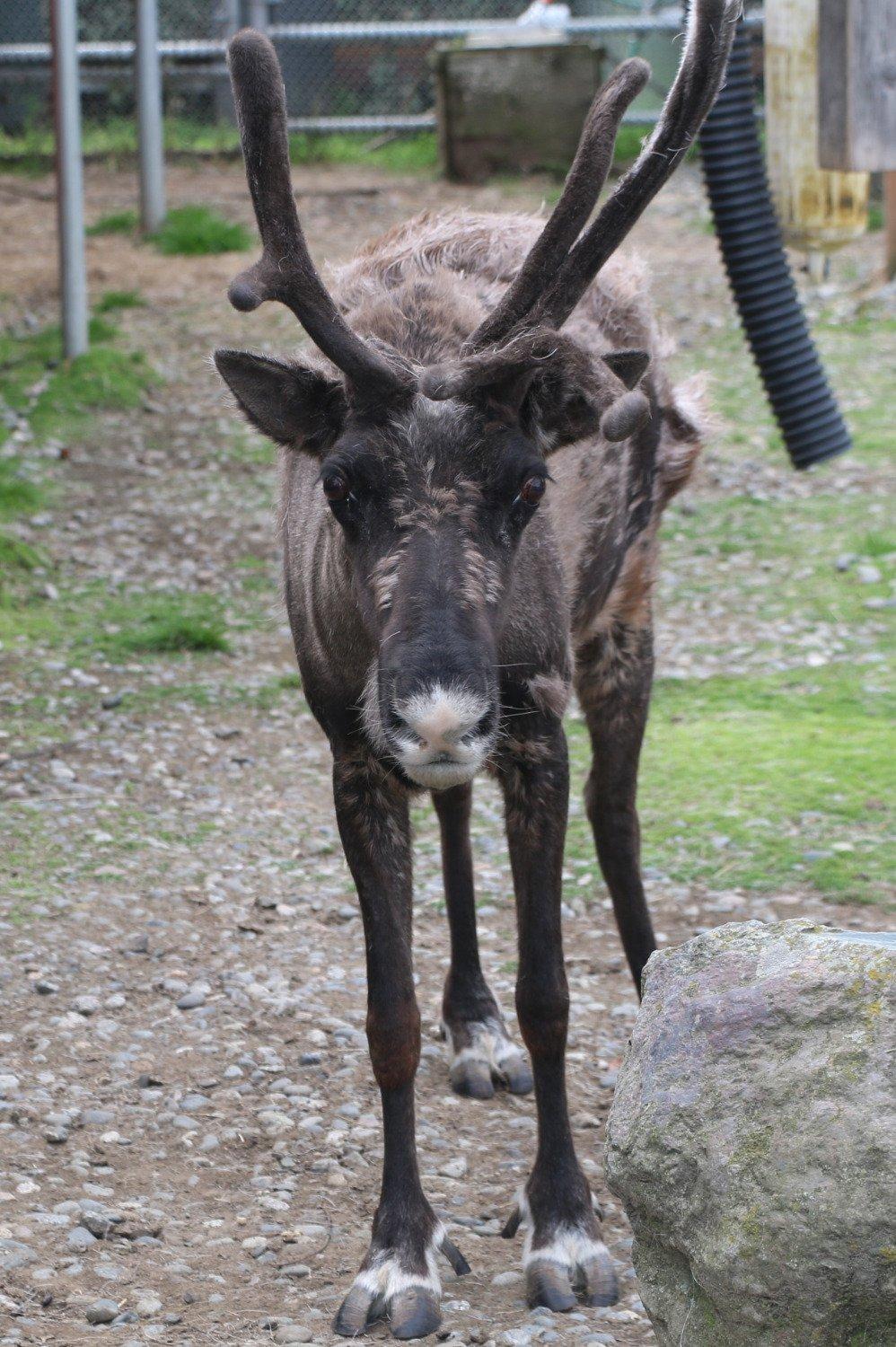 Star the Reindeer