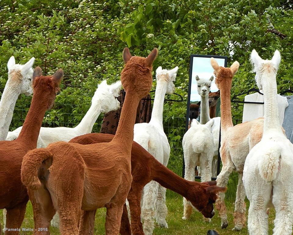 Northern Solstice Alpaca Farm