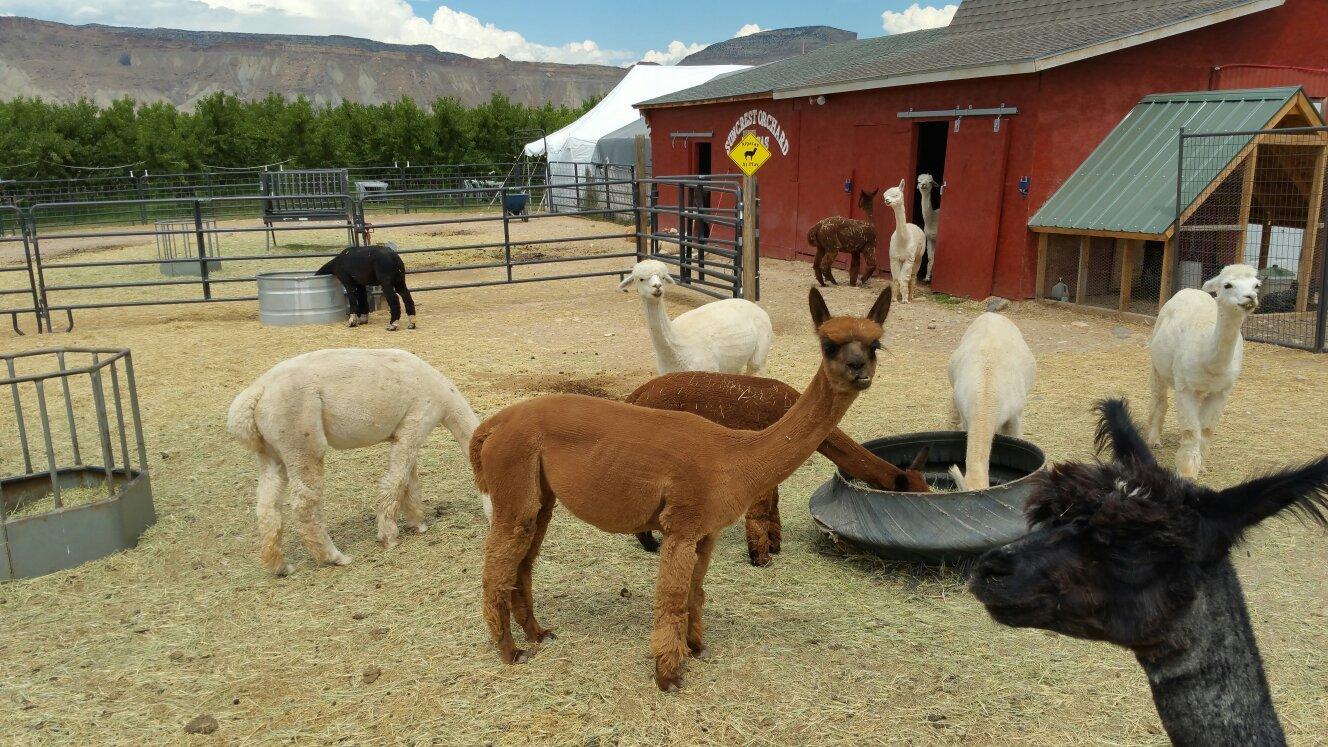 Suncrest Orchard Alpacas