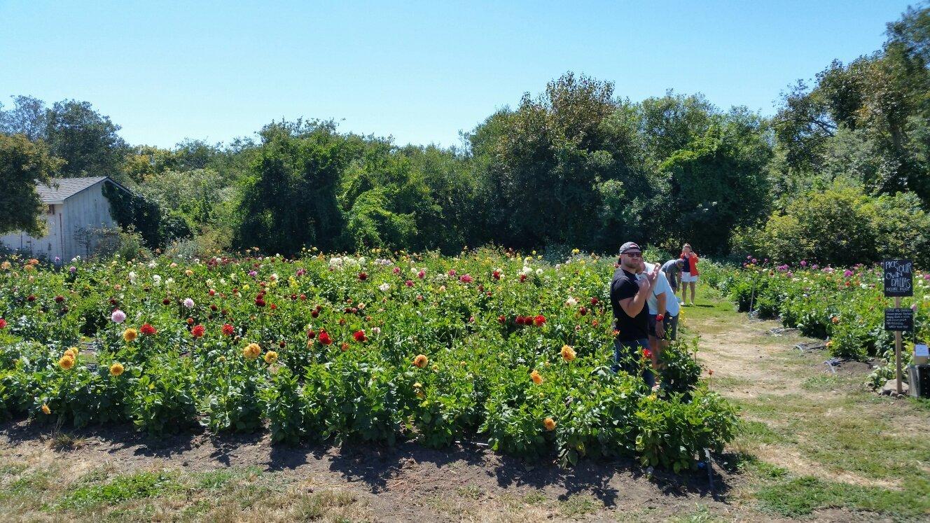 The Pescadero Flowery