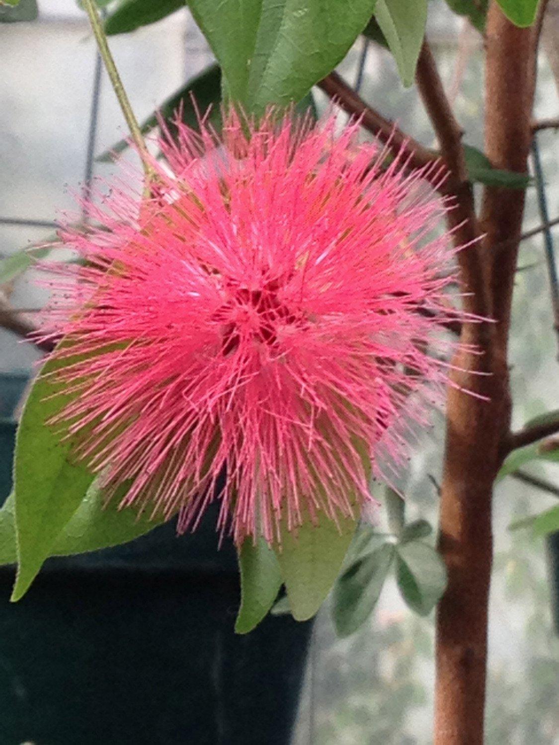 Wellesley College Greenhouses