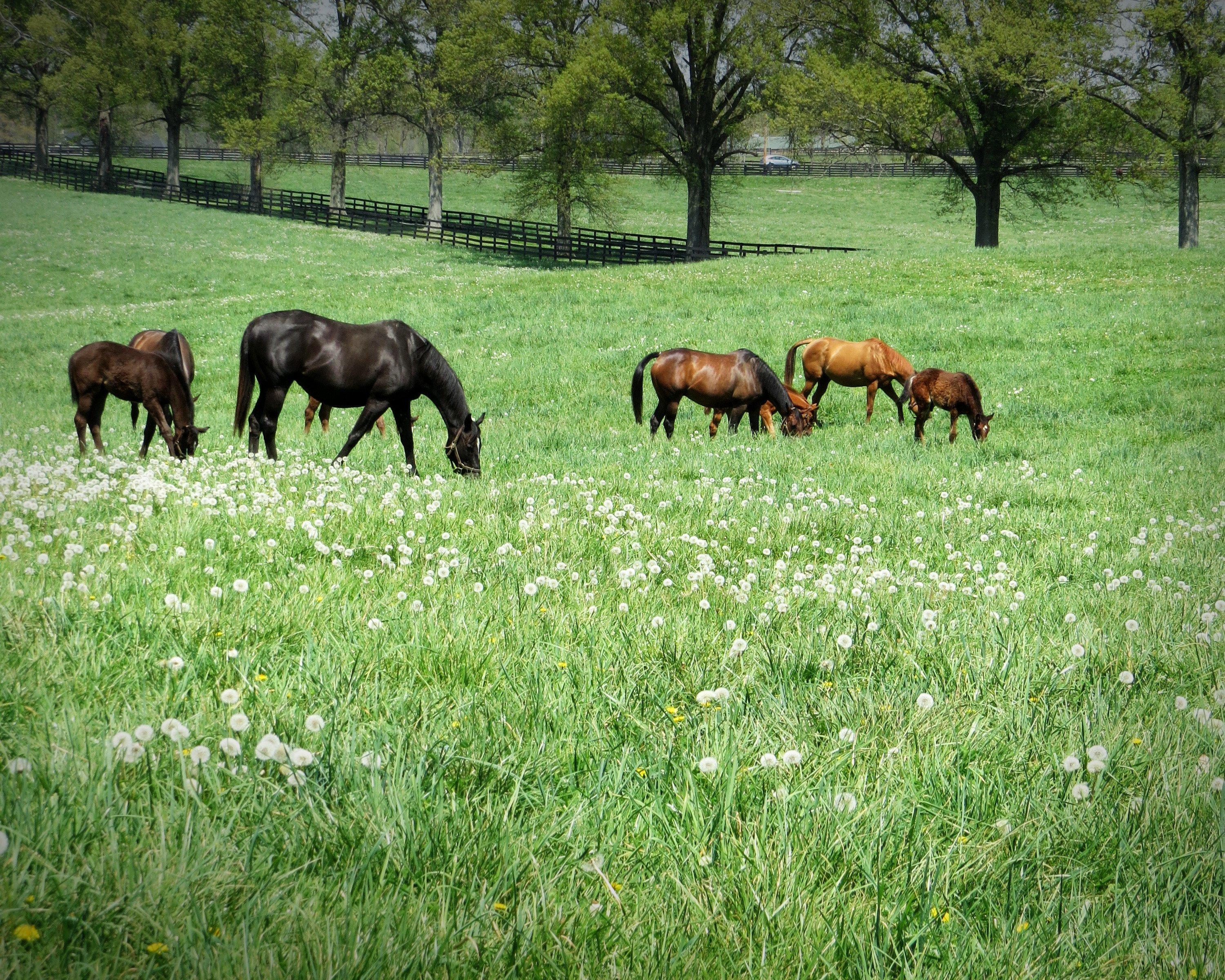 Hermitage Farm