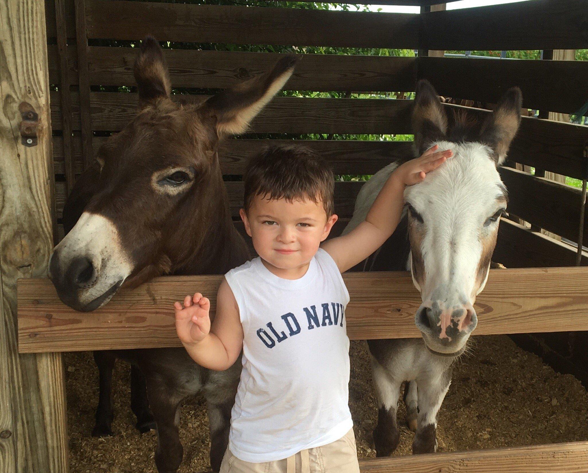 Party Animals Pony Rides