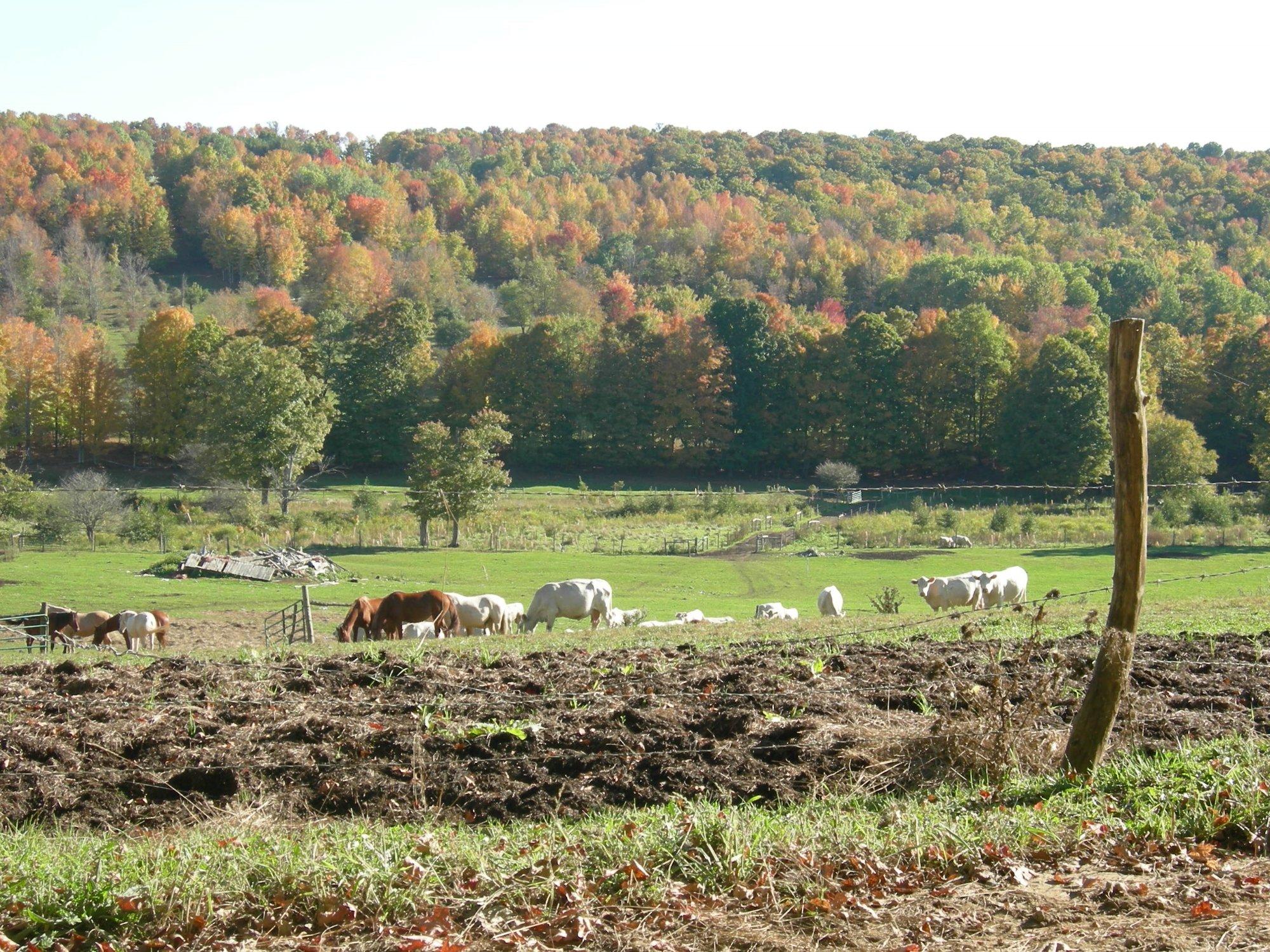 Patterson Farms