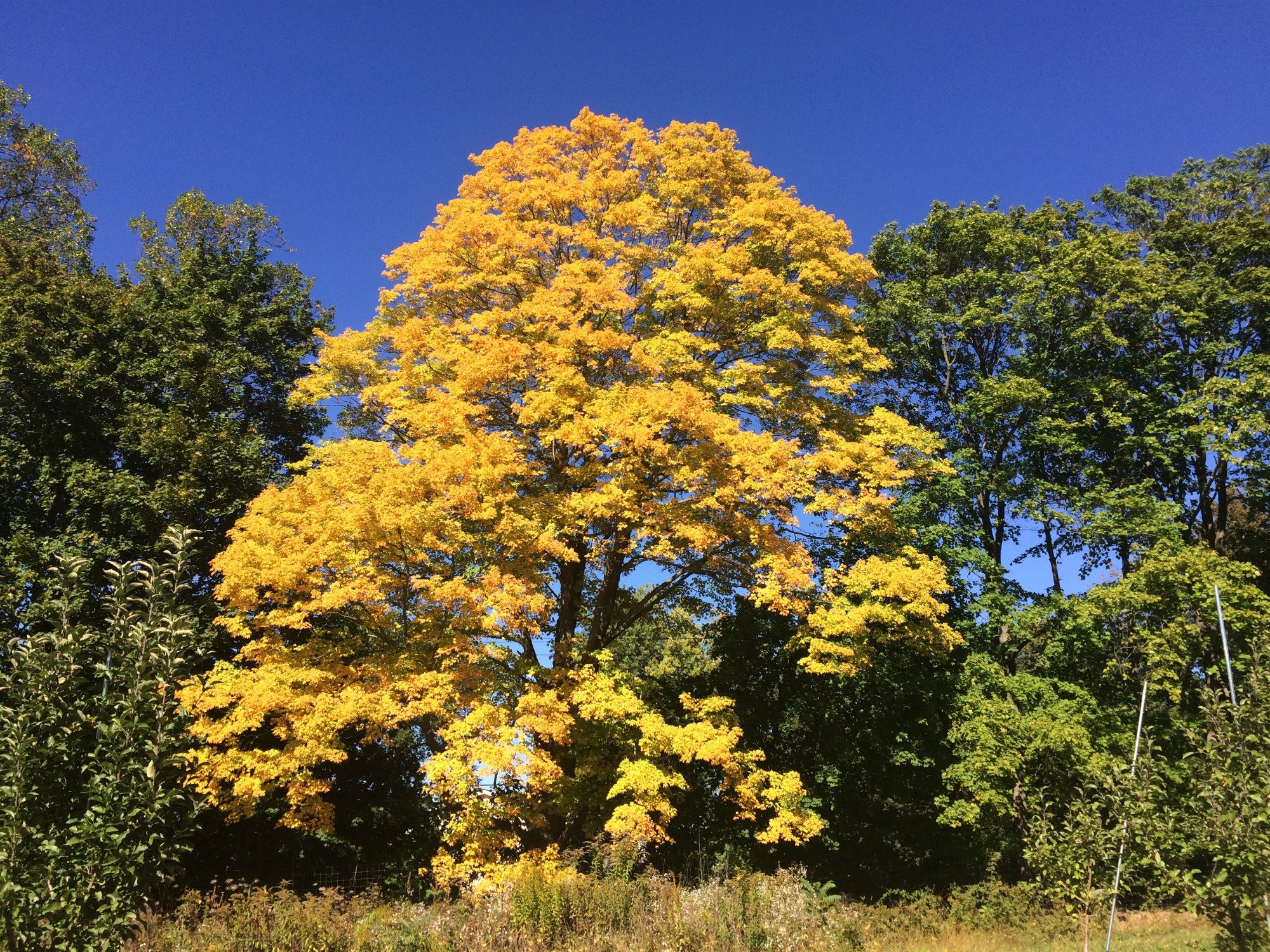 Wilkens Farm