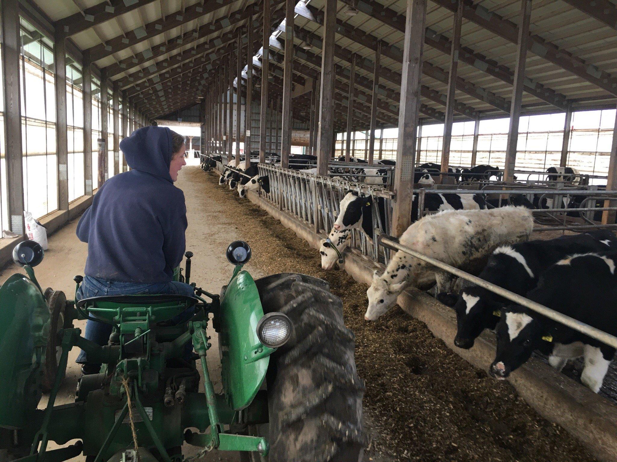 Hinchley's Dairy Farm Tours