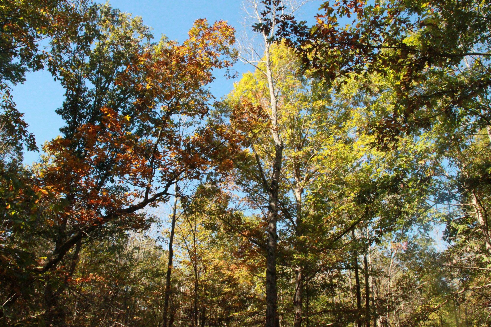 Uwharrie National Forest