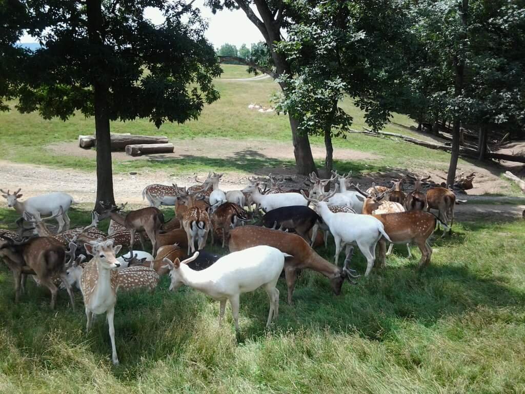 Lake Tobias Wildlife Park