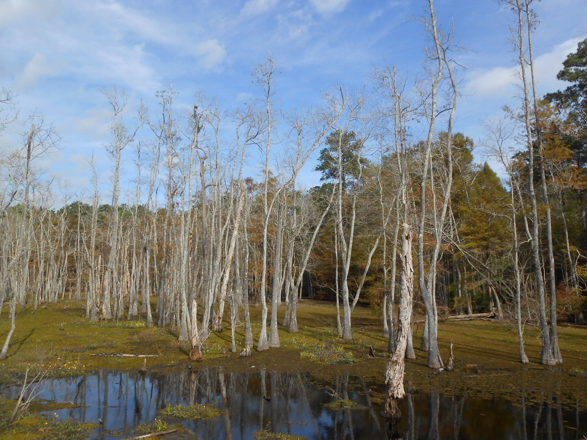 Sam Houston Jones State Park