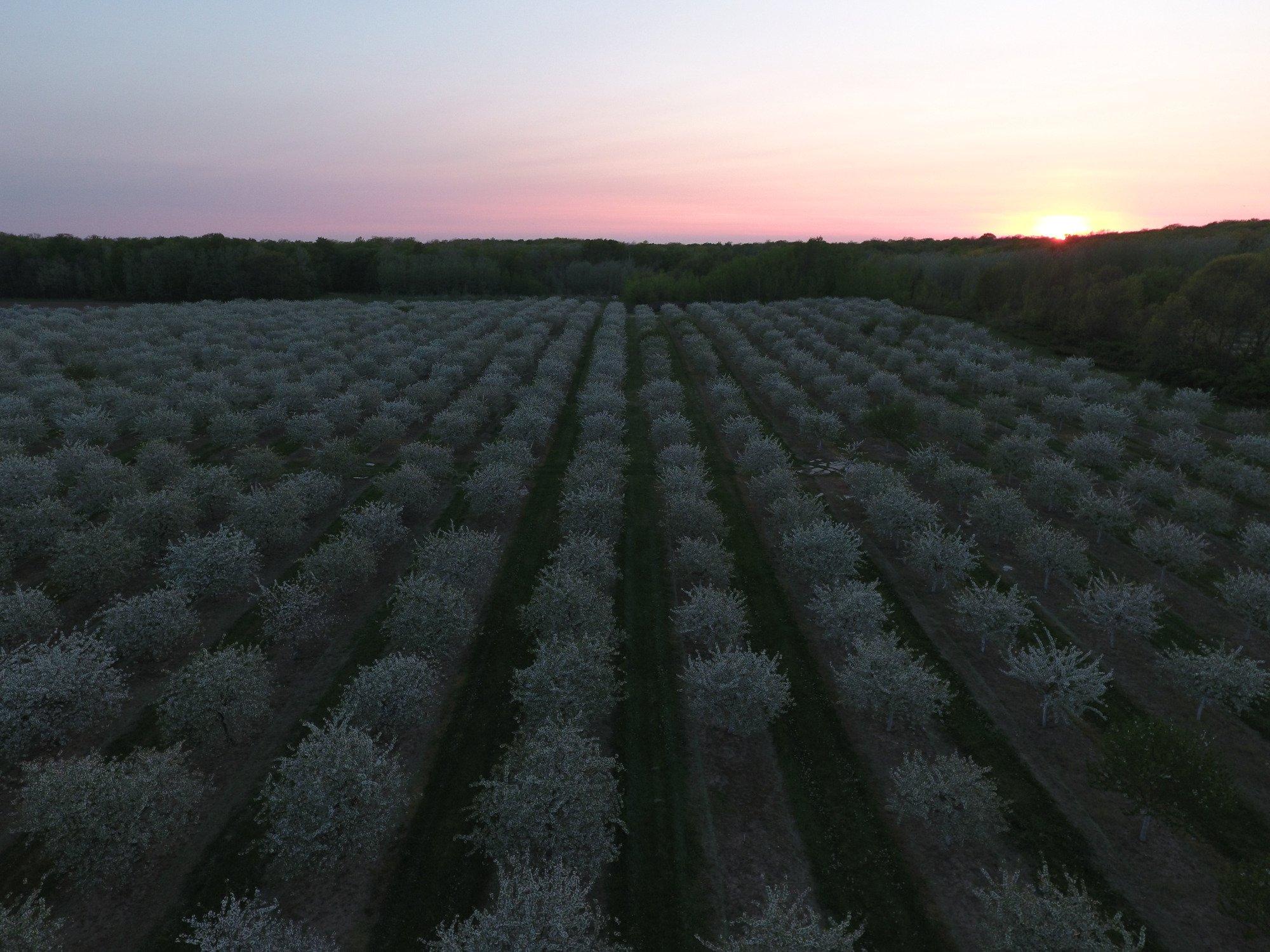 Choice Orchards