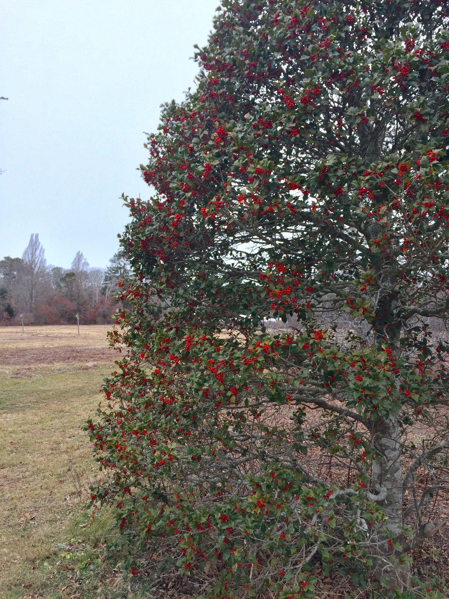 Ashumet Holly and Wildlife Sanctuary