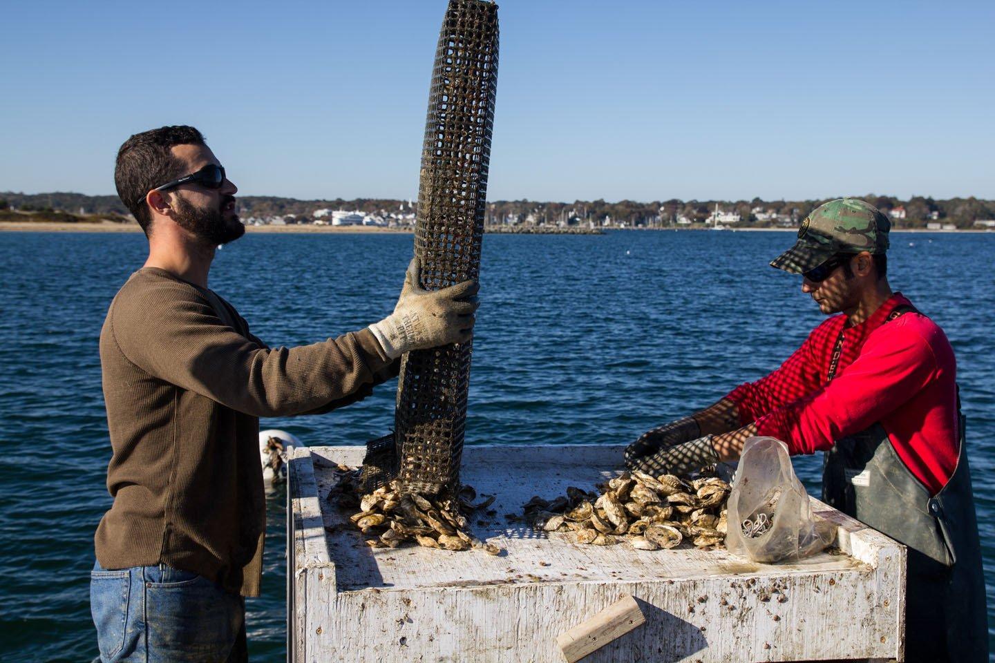 Cottage City Oyster Farm Tour