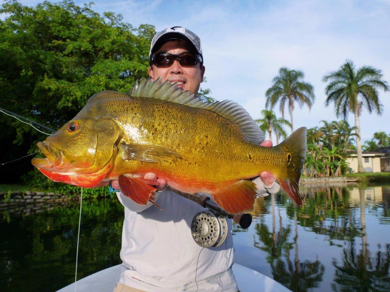 Peacock Bass Fishing