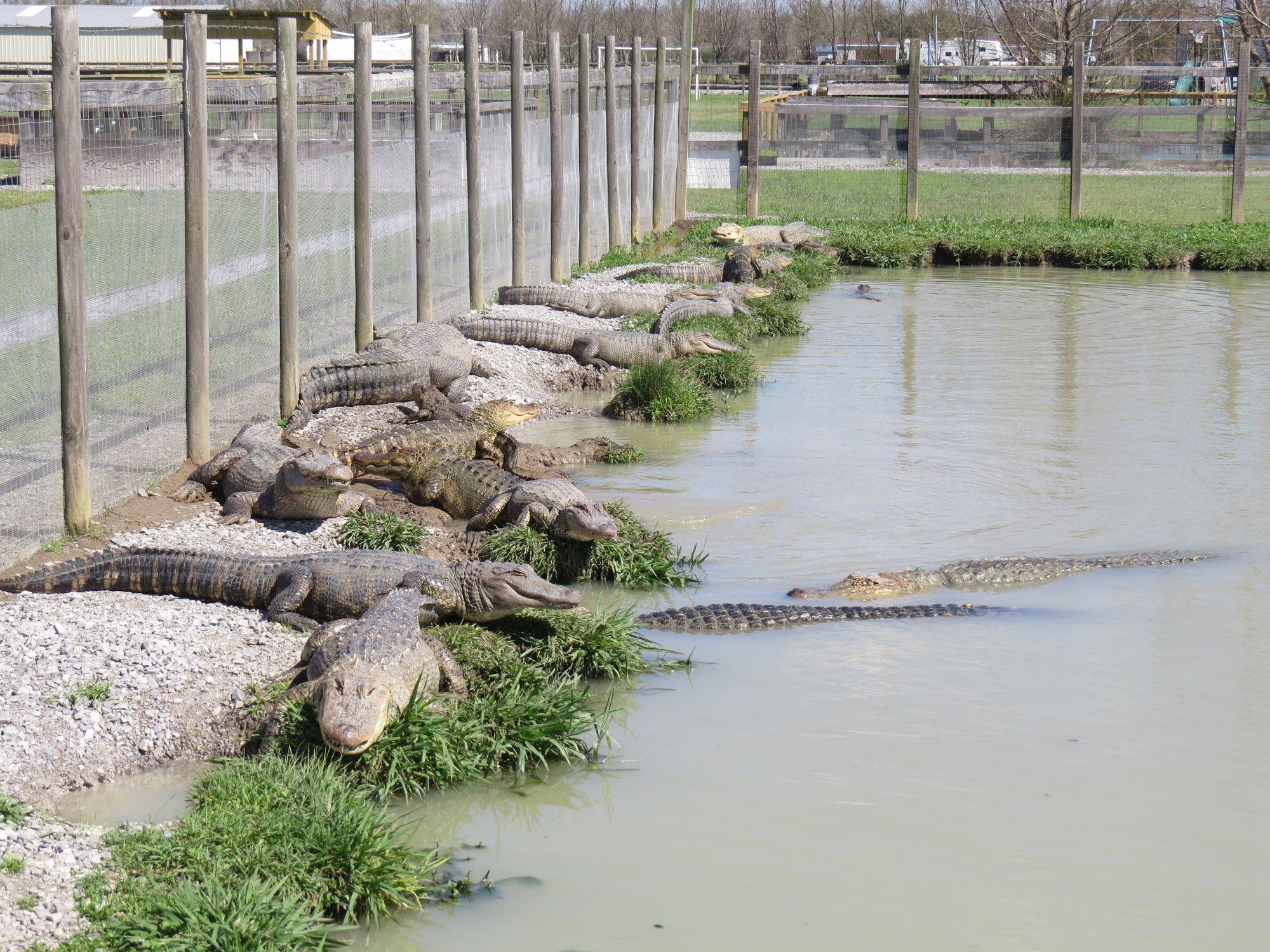 Greenwood Gator Farm