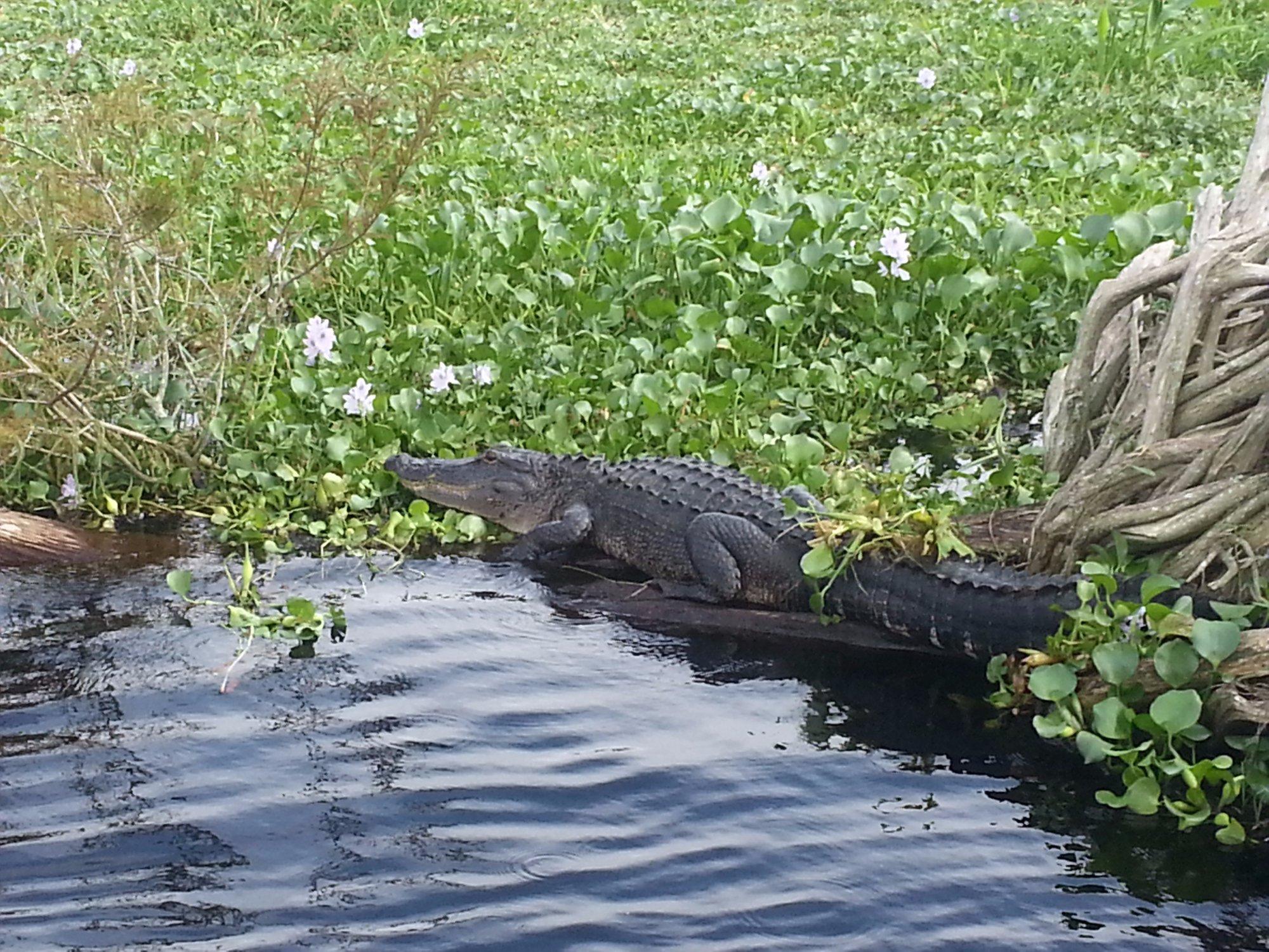 Swamp Donkey Airboat Rides