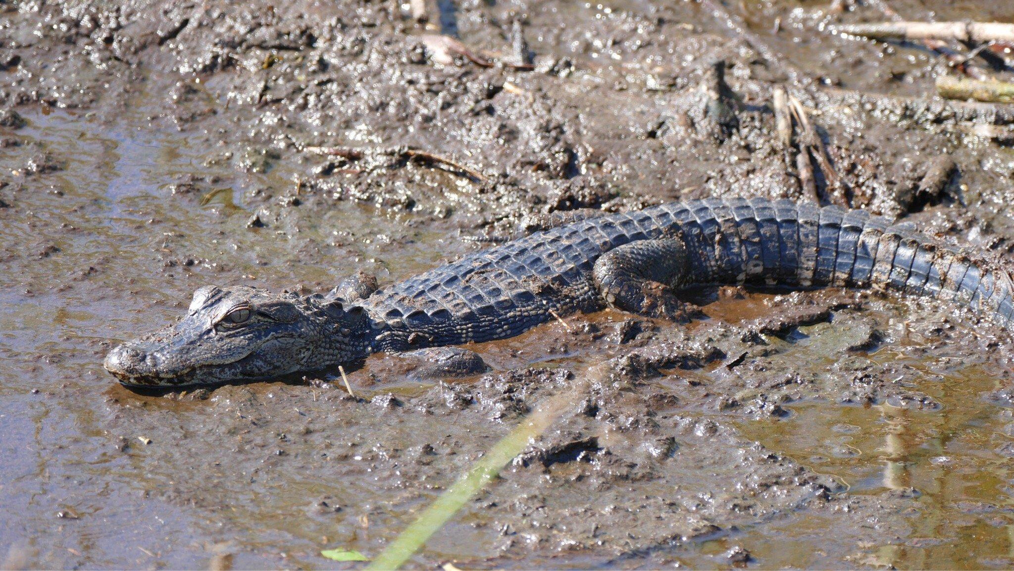 Florida Airboat Charters