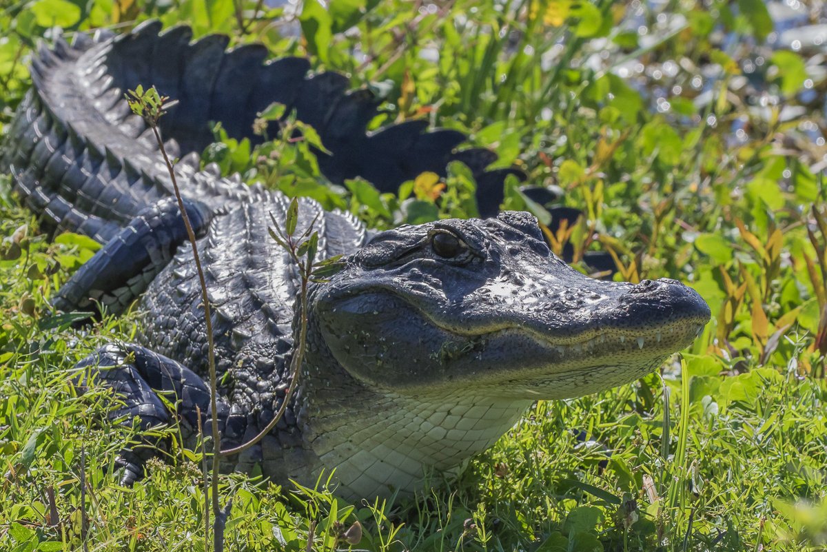 Orlando Wetlands