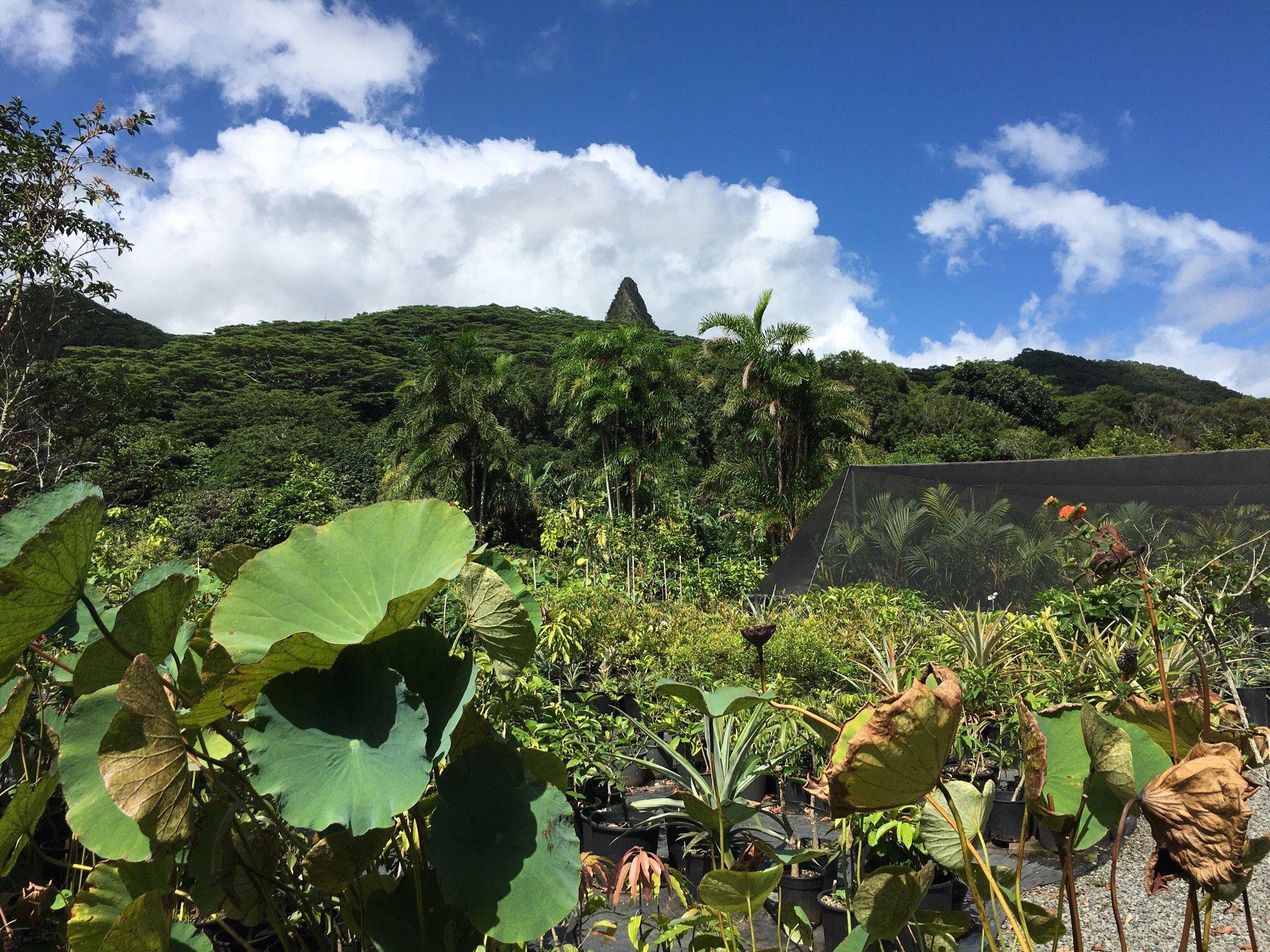 Frankie's Nursery LLC Tropical Fruit Trees Specialist