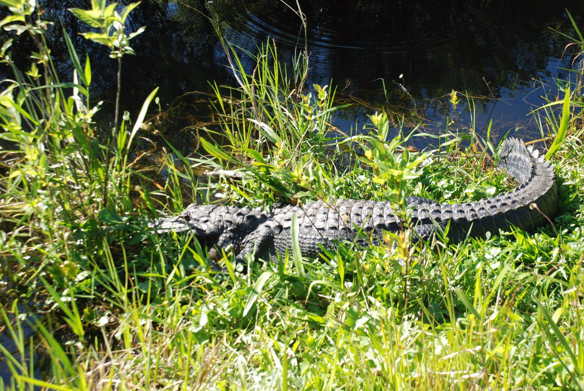 Shark Valley Tram Tours