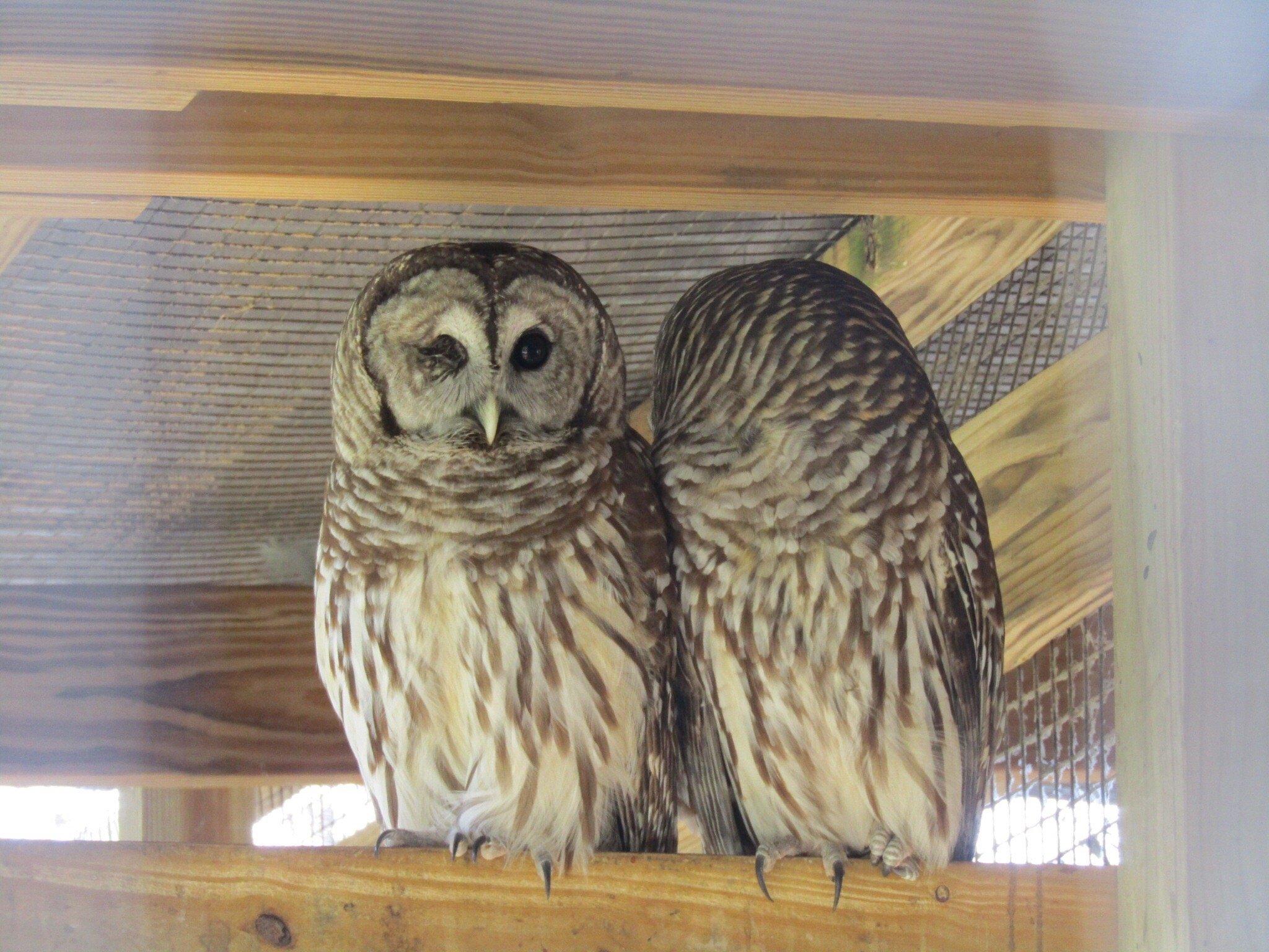 Treehouse Wildlife Center