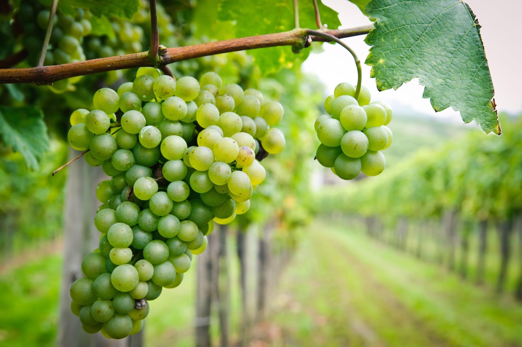 Niagara Grape & Wine Tours