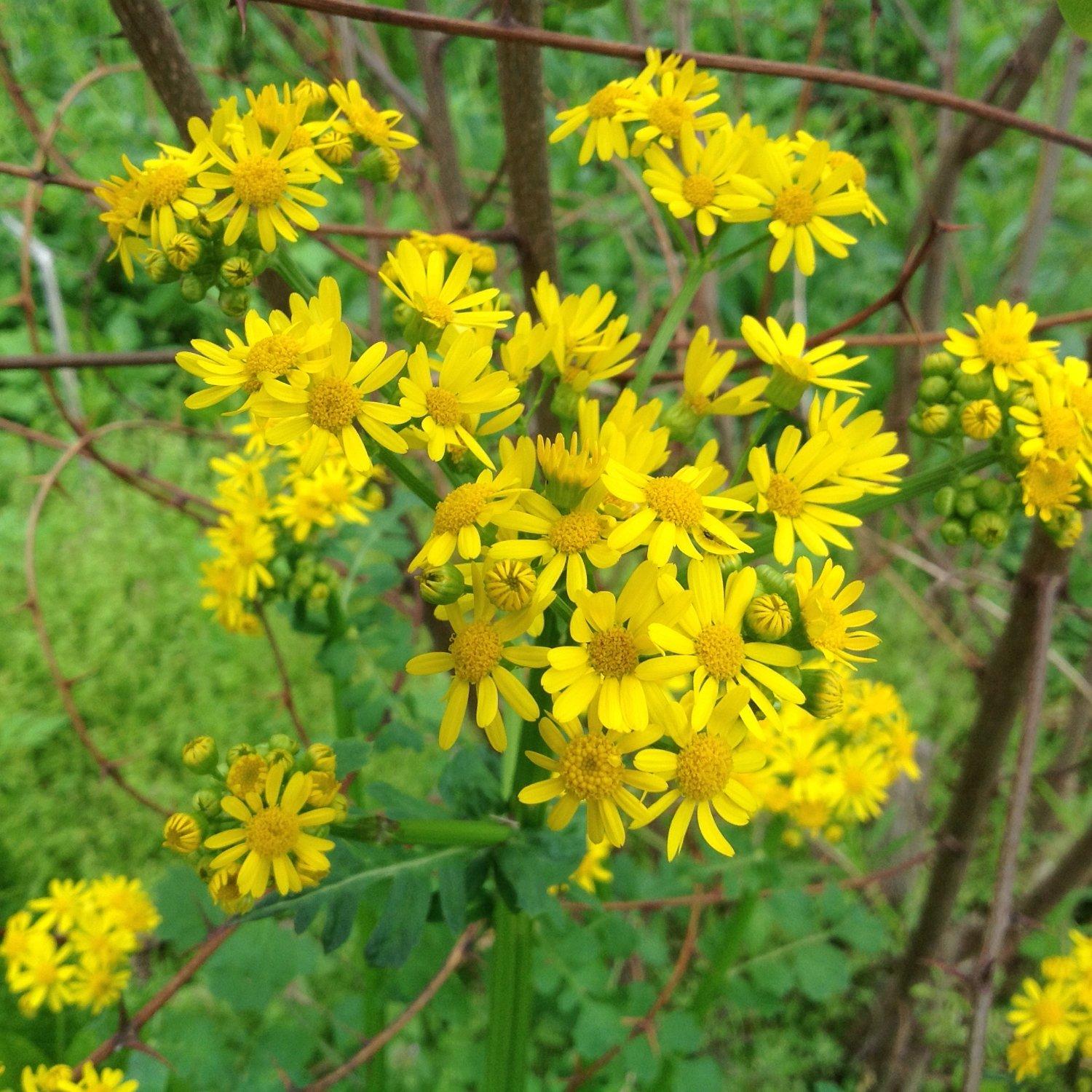 Fox Ridge State Park