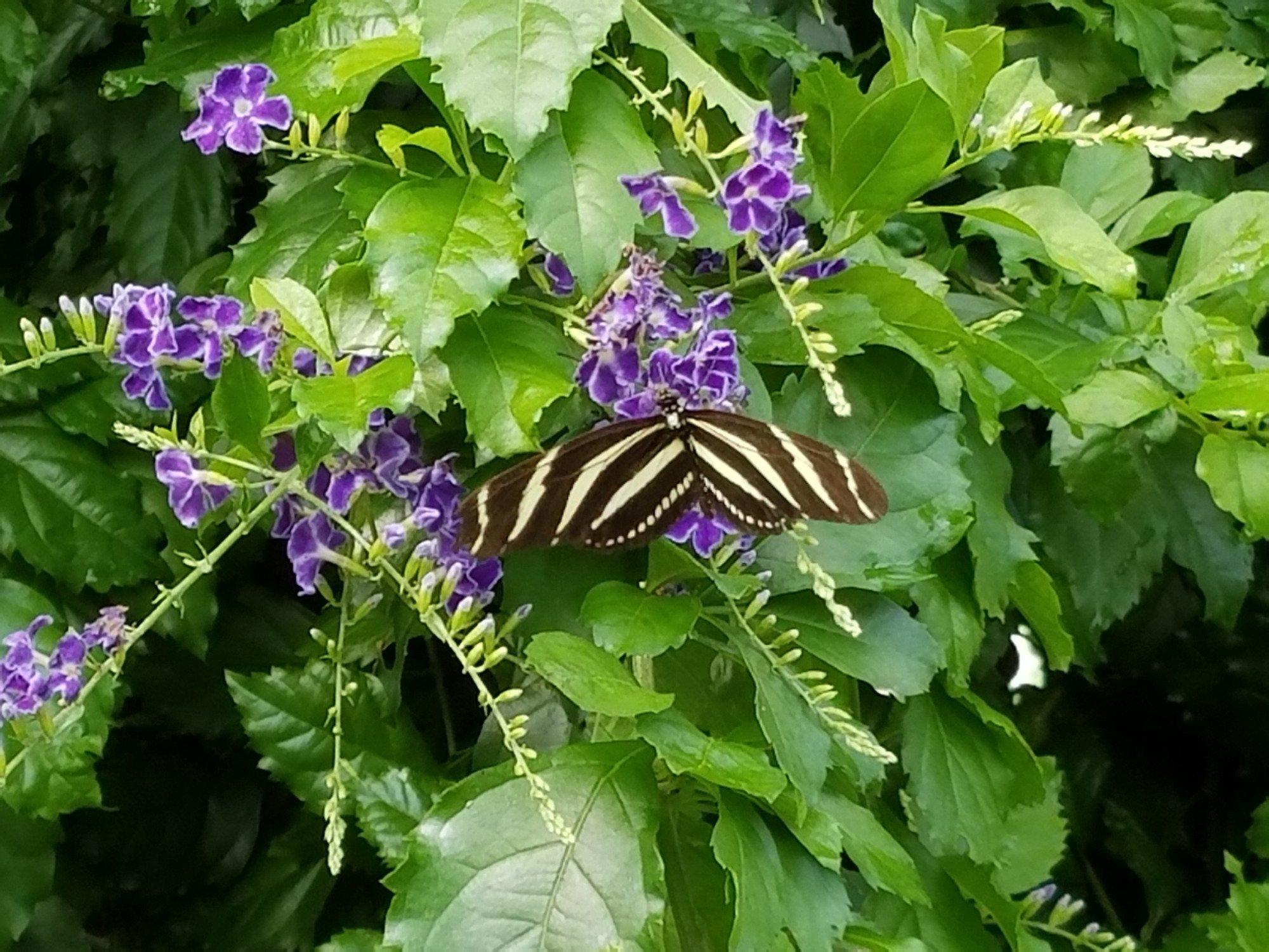 Butterfly Conservatory