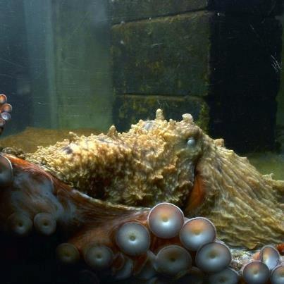 Westport Aquarium