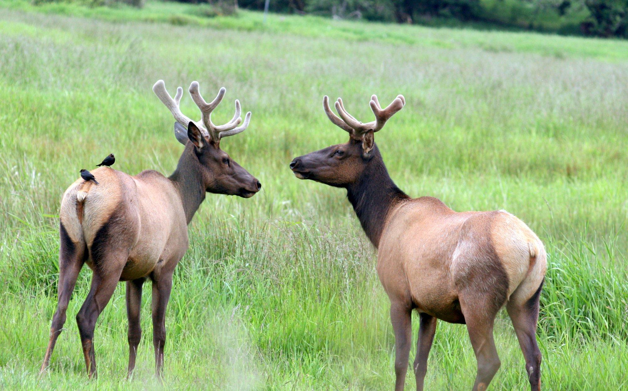 Dean Creek Elk Viewing Area