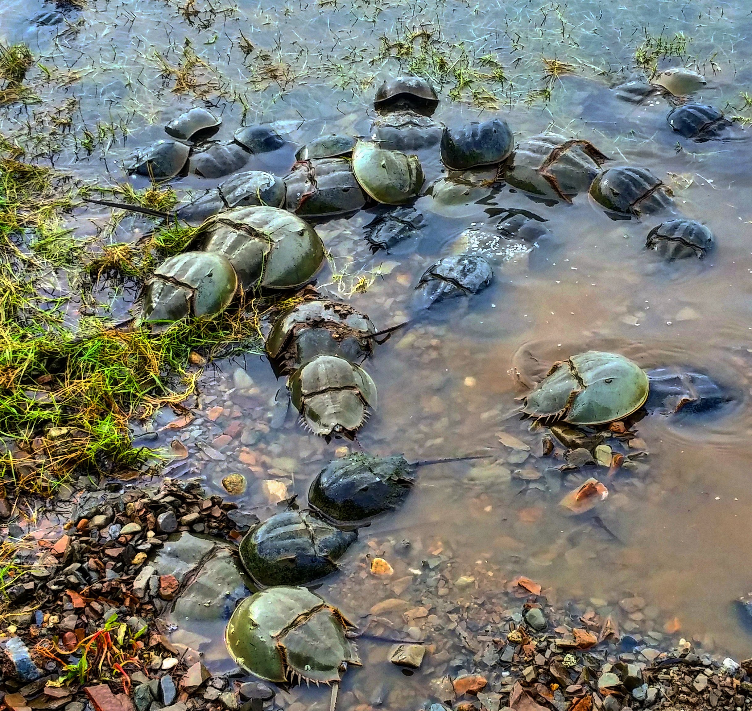 Great Bay National Estuarine Research Reserve